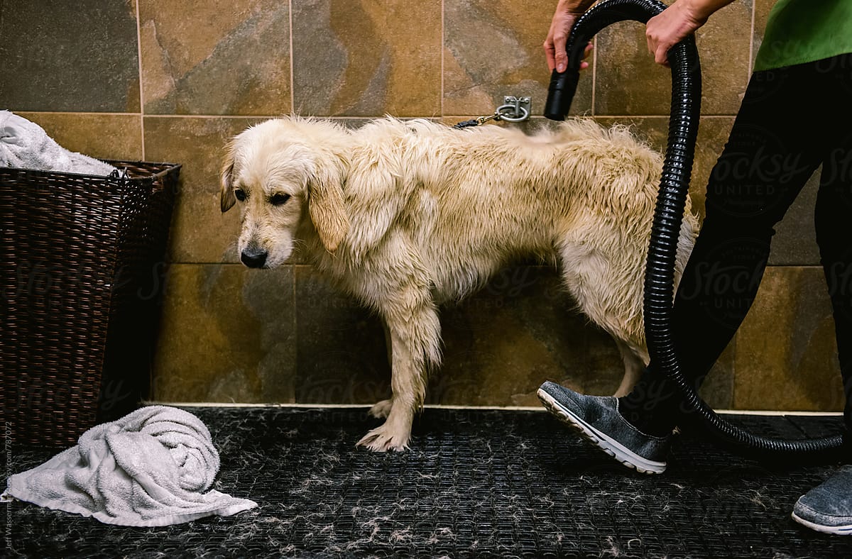 Dog Getting Dried After Wash