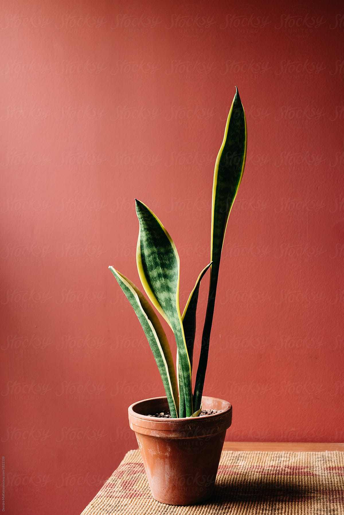 potted snake plant against a red wall