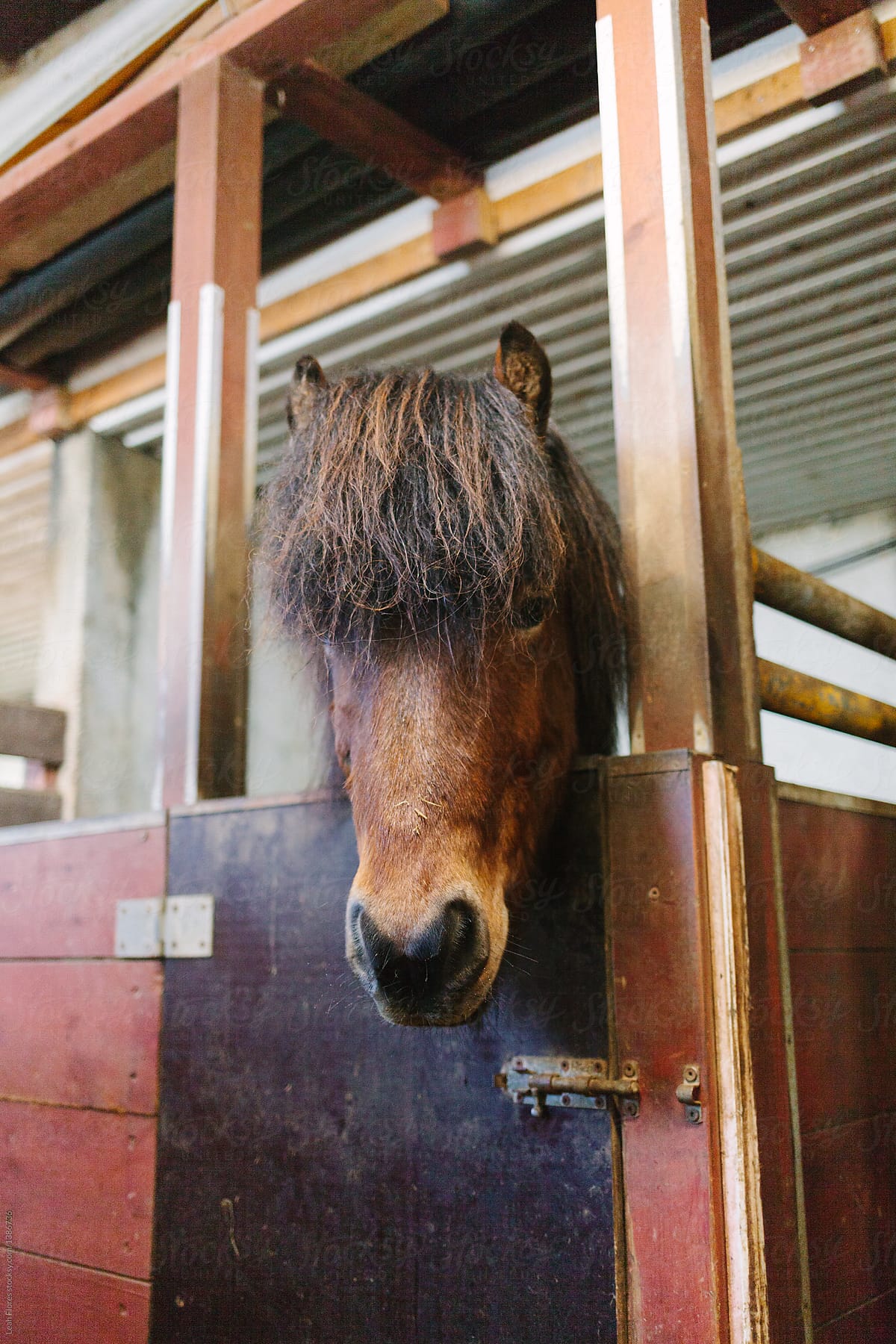 Icelandic Horse in Stall