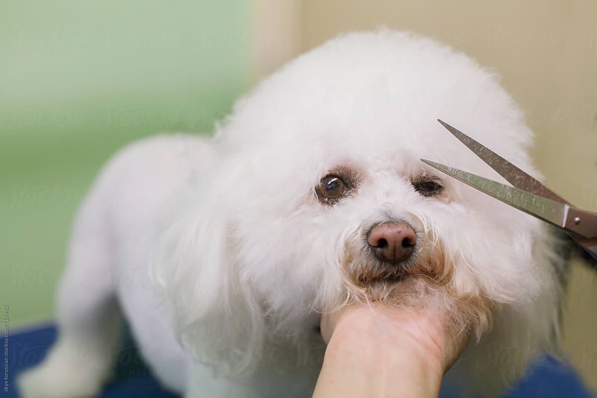 Dog getting a haircut