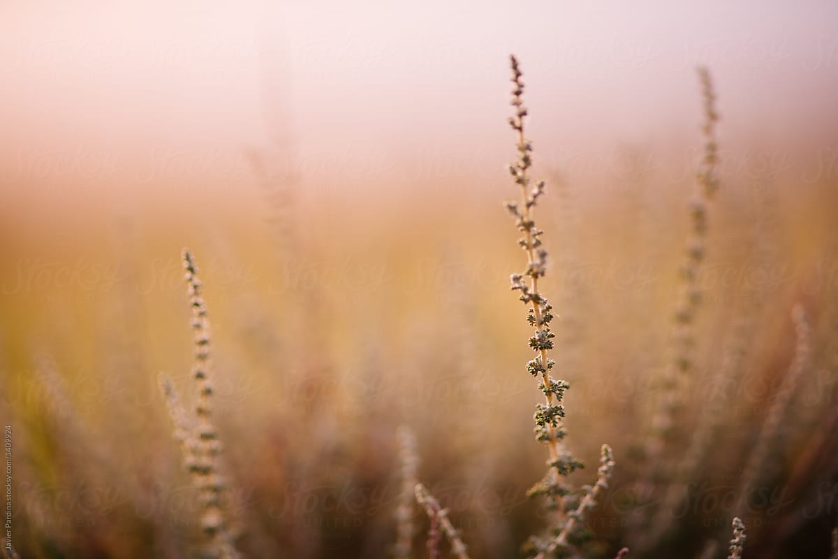 Fine Plants At Sunset By Stocksy Contributor Javier Pardina Stocksy