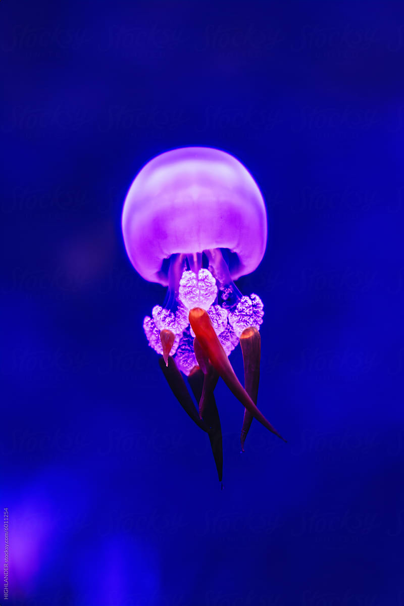 Elegant What Color Are Jellyfish Photos