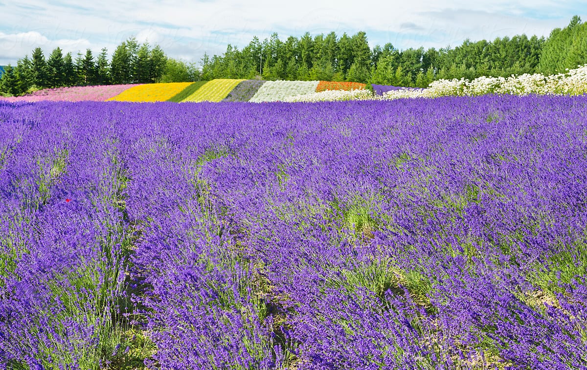 Lavender field with multicolor flowers