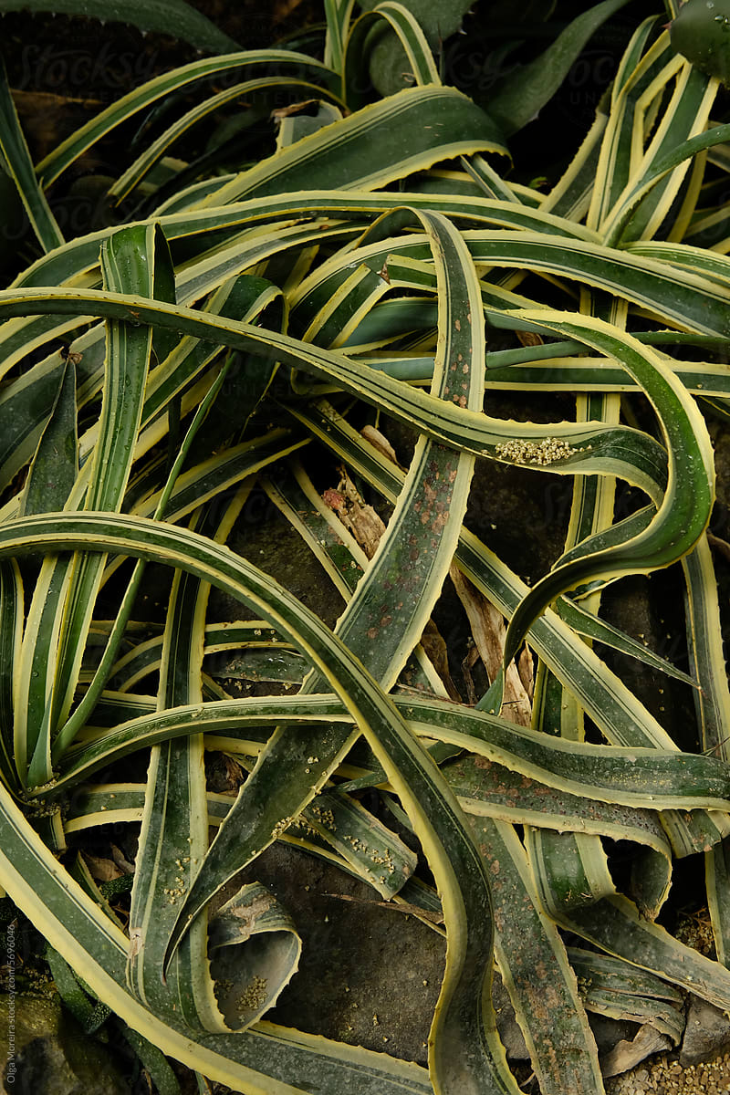 Leaves of agave plant