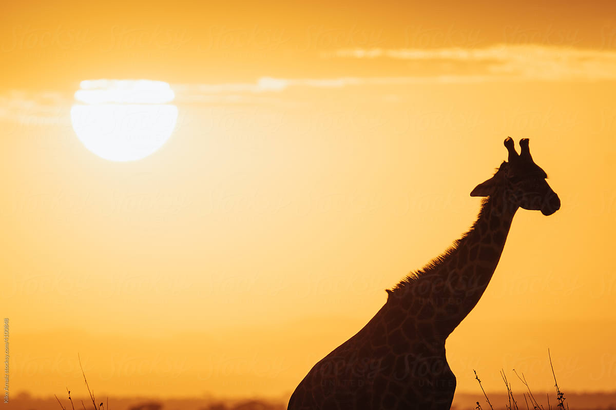 Silhouette of giraffe in Tanzania.