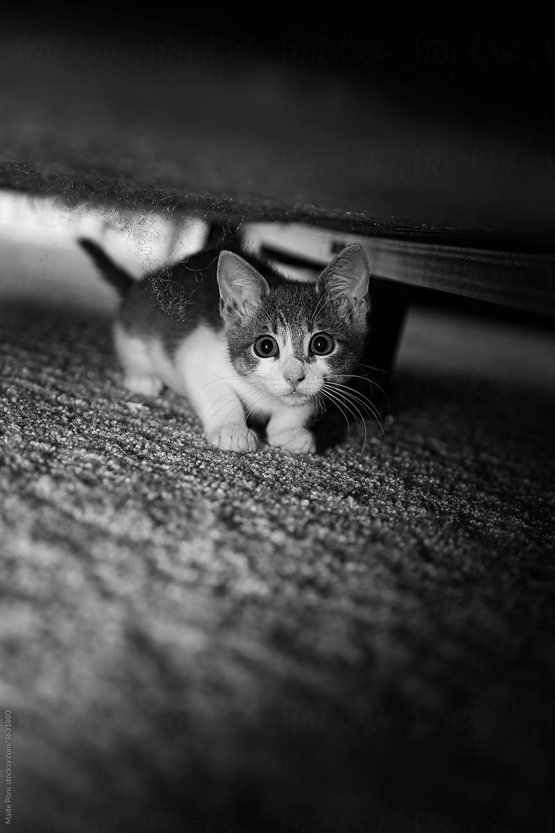 Kitten Caught by Surprise