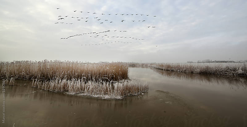 Dutch river and reeds in winter, geese flying over