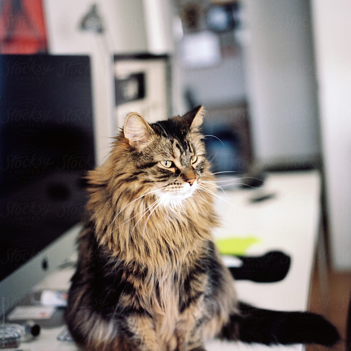 Furry cat sitting on a desk