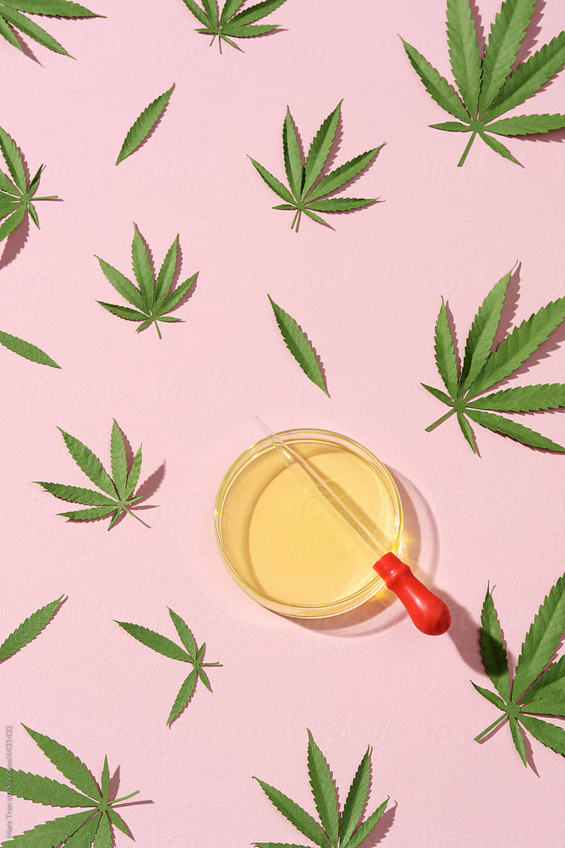 Leaf of cannabis and Petri dish with hemp oil on the pink background.