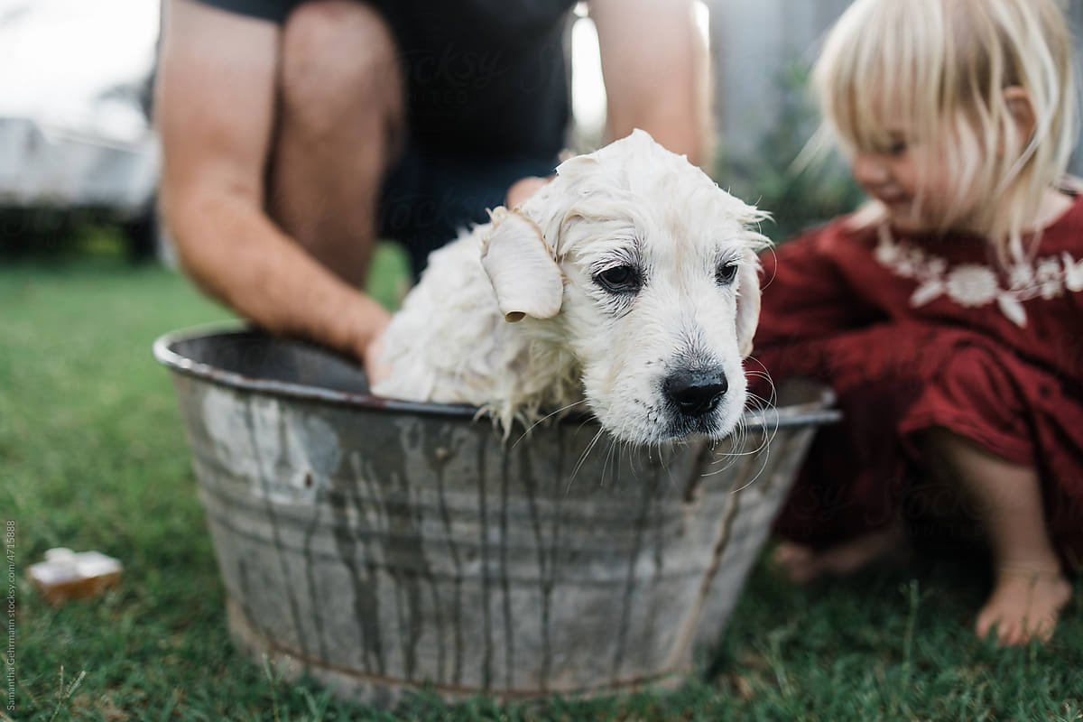 golden retriever puppy being bathed