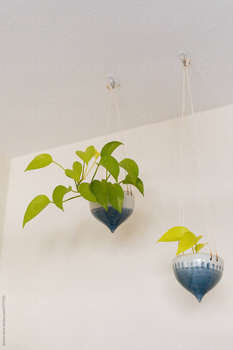 Hanging pothos plants in blue planters