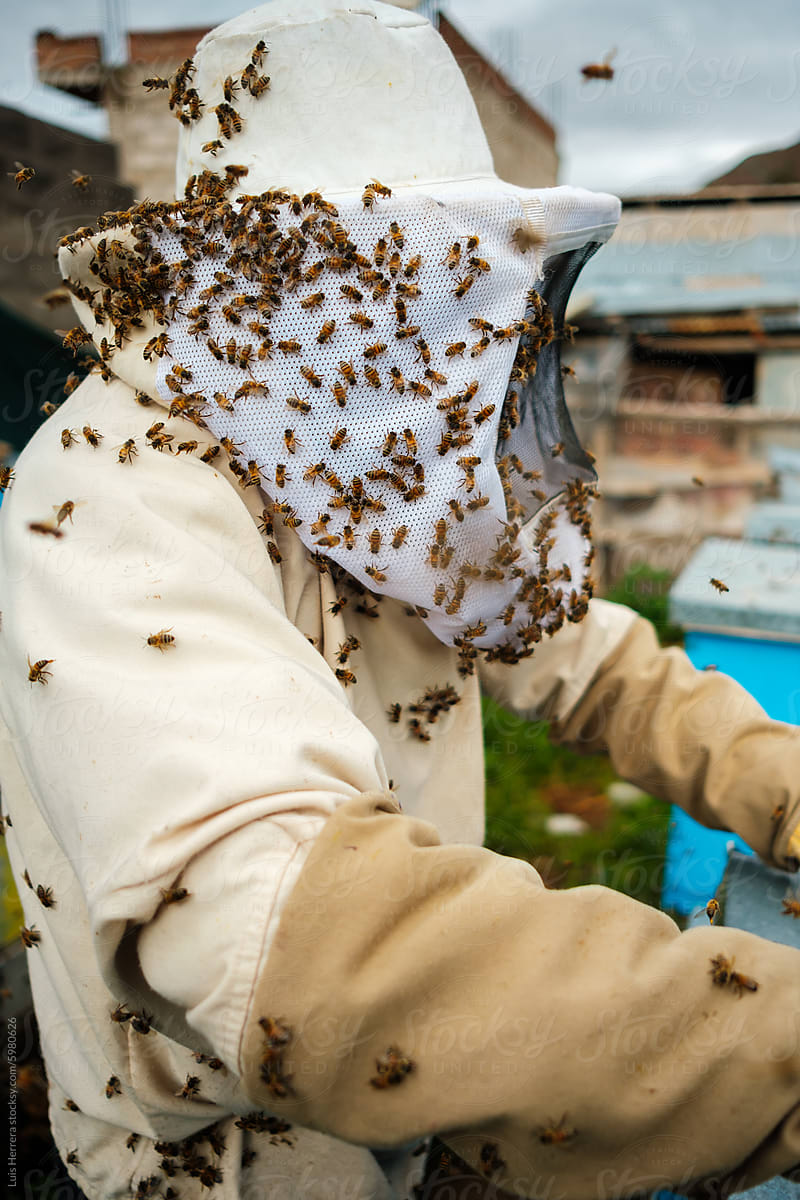 apiarist Checking beehive