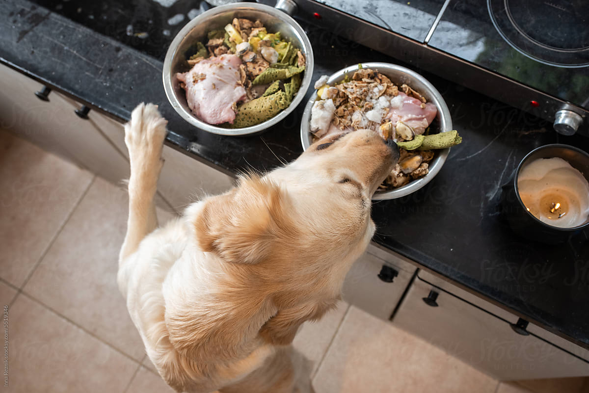 Dog Skillfully Retrieves Raw Food Standing On Hind Legs.