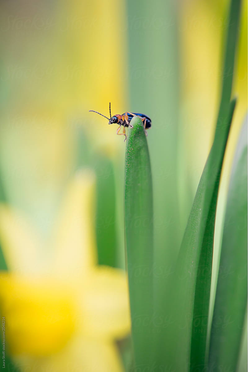 Tini bug on top of leaf with blurry daffodil on background
