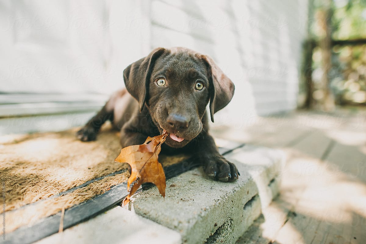 Puppy Chewing on a Leaf