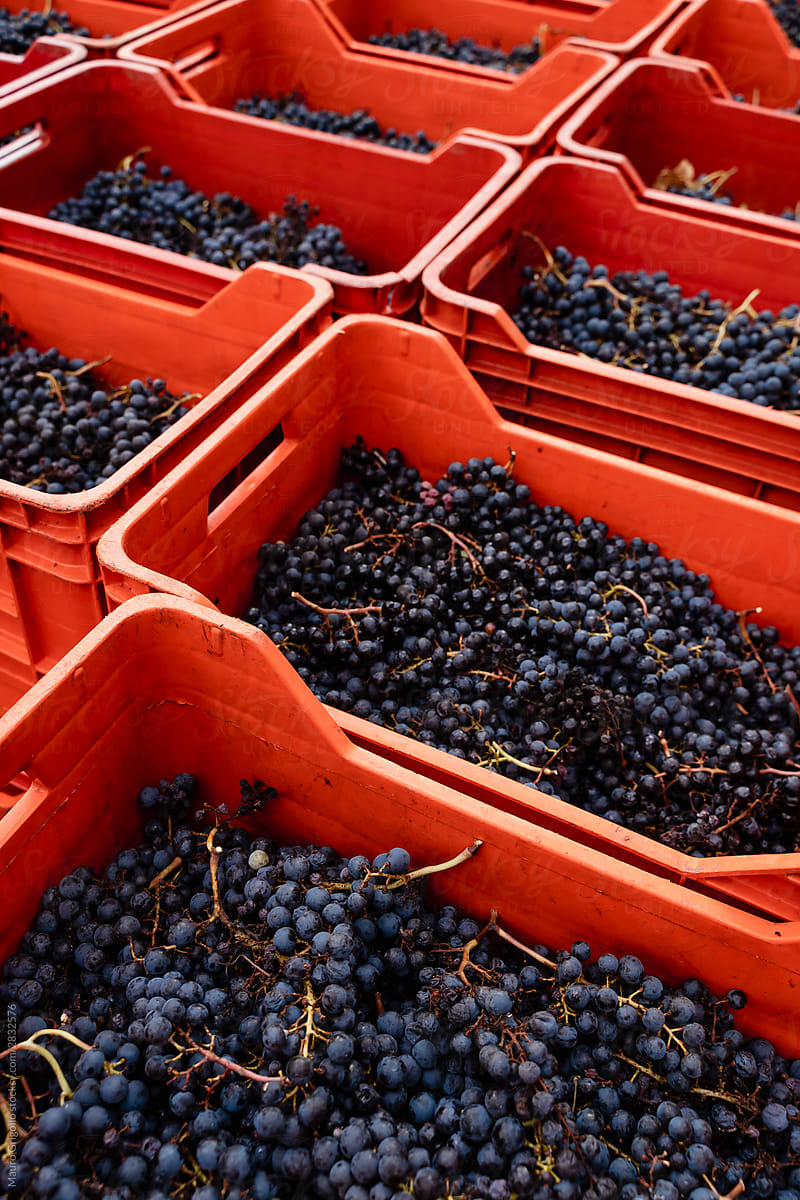 Bunches of grapes in a box during the harvest