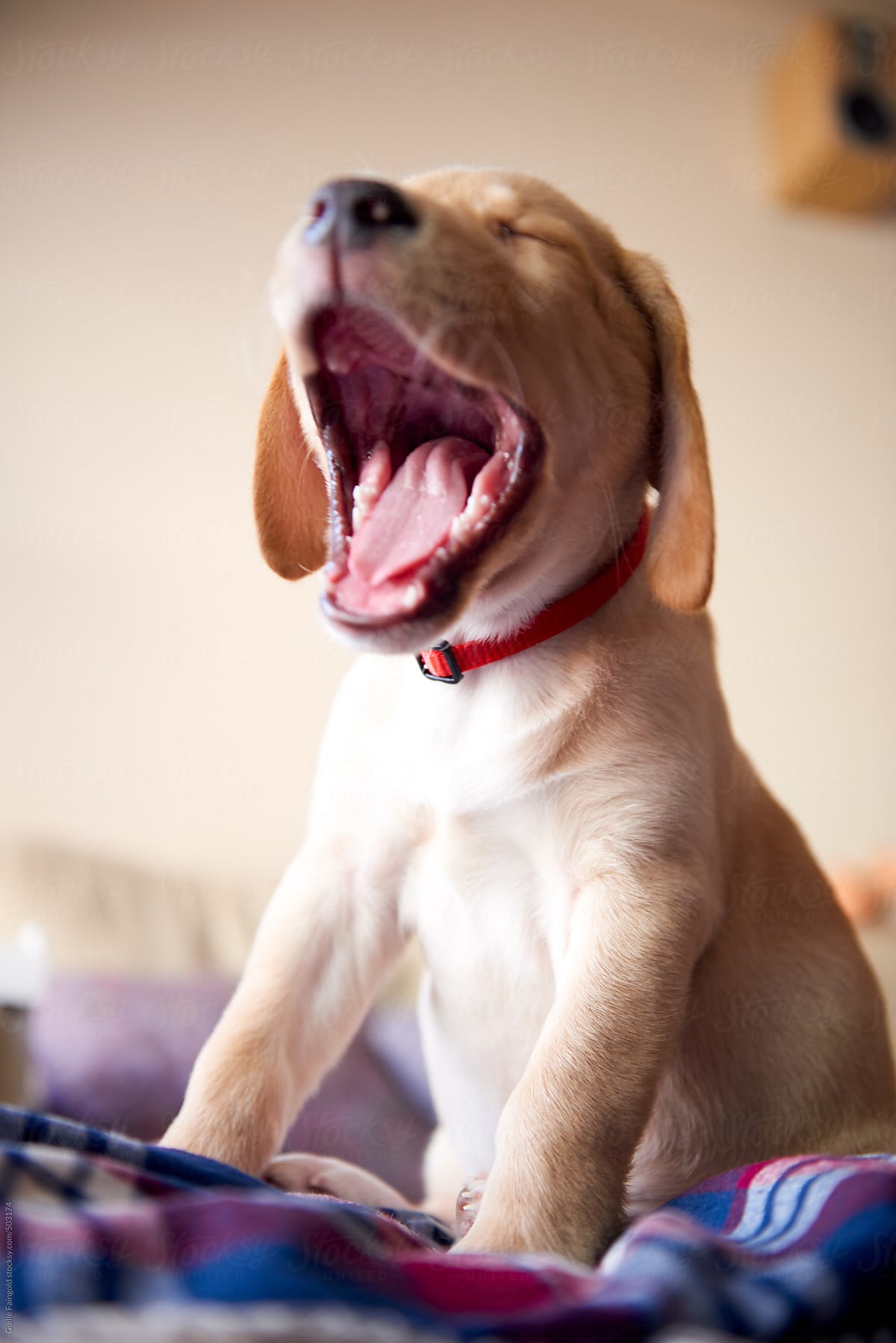 Puppy yawning