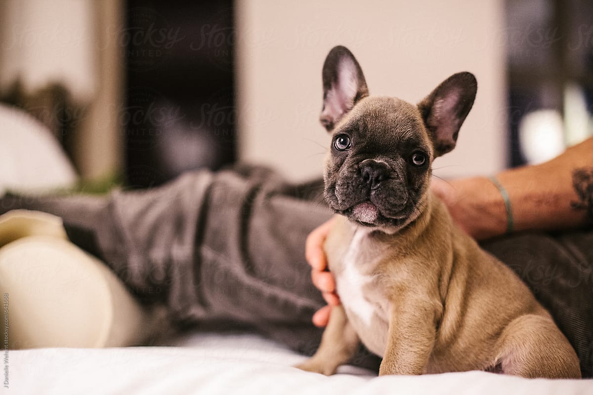 A blue french bulldog sitting on a bed with ear up looking at camera.