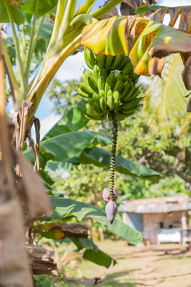 Banana Tree.