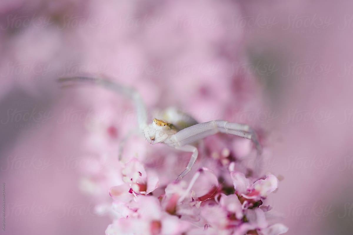 Tiny spider on pink flower