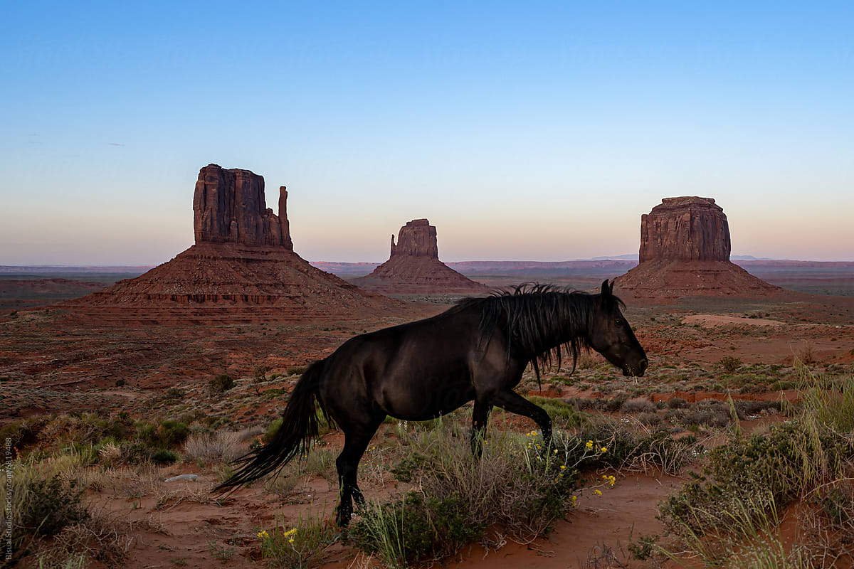 Horse In Monument Valley, USA