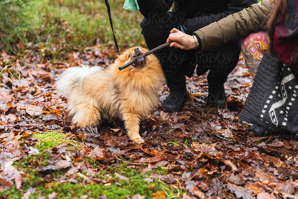 People playing with small dog in the forest