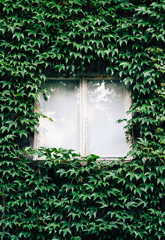 Ivy-covered windows