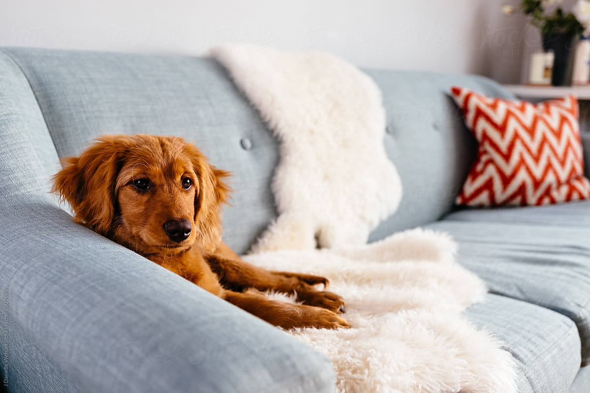 Mini Golden Doodle puppy lying on blue couch