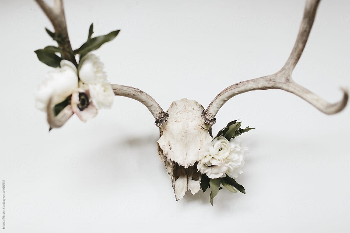 Deer Skull with Flowers on White Table