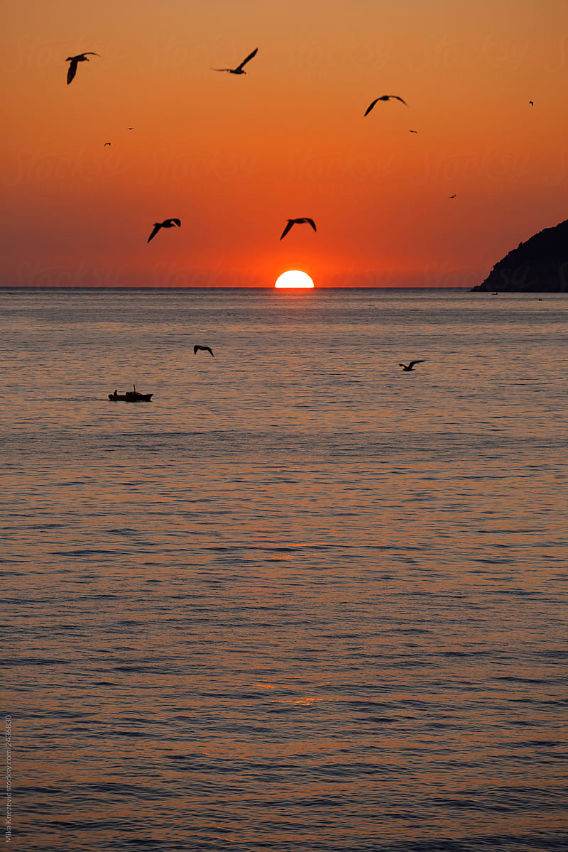 Birds flying at sunset on the sea