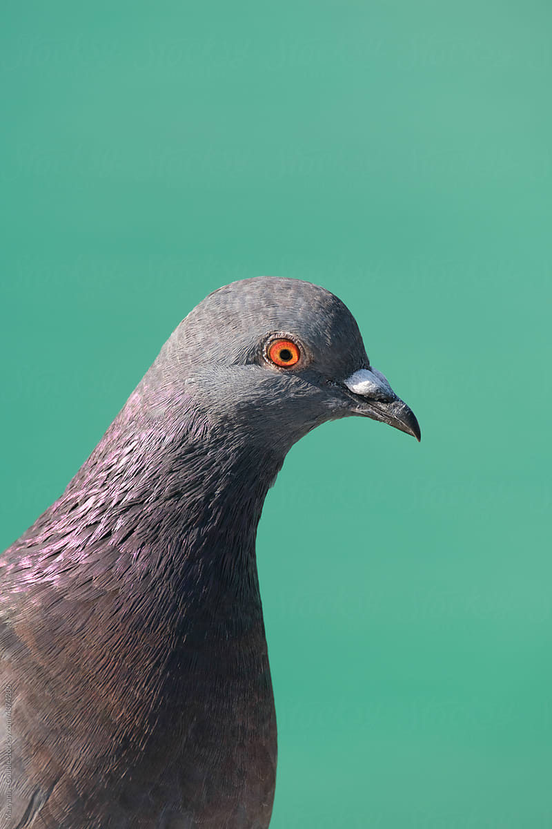 Animal Portrait Of A Pigeon