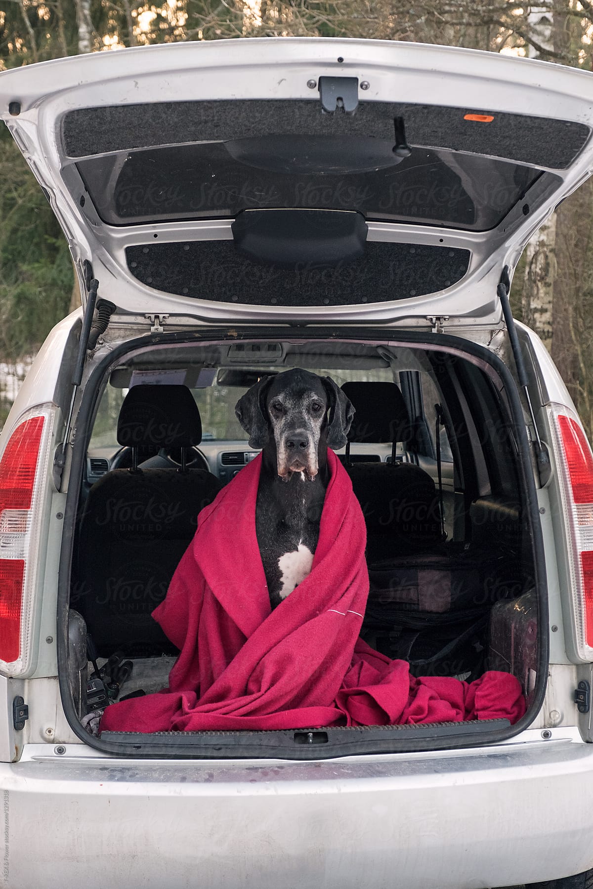 A dog covered with plaid in car