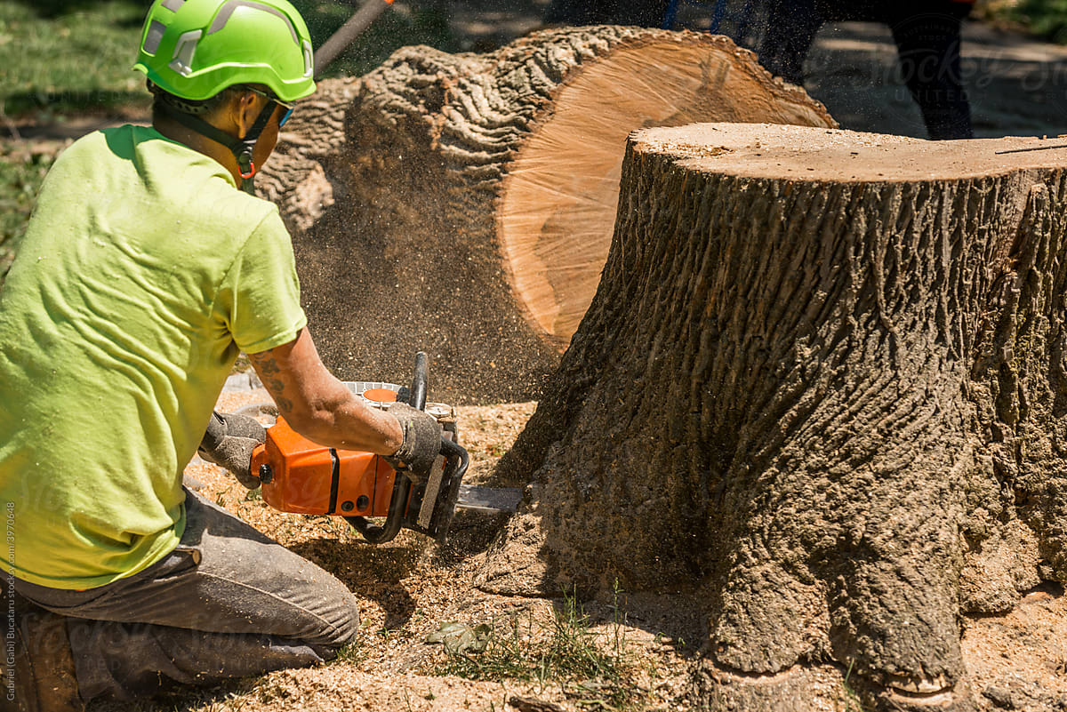 Worker cutting a tree trunk
