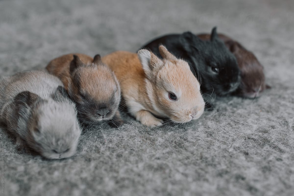 Baby Bunnies