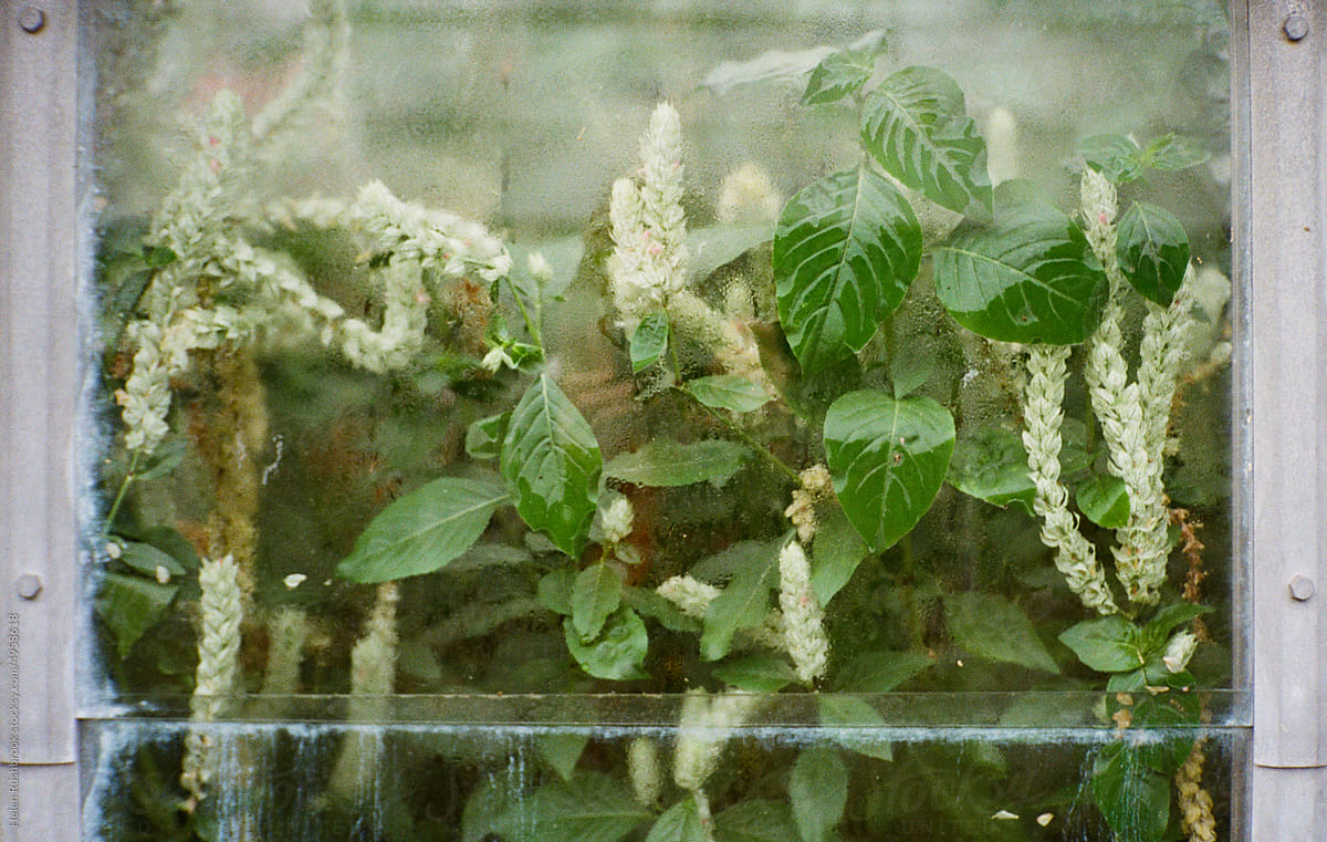 Plants against the window of a heated glasshouse
