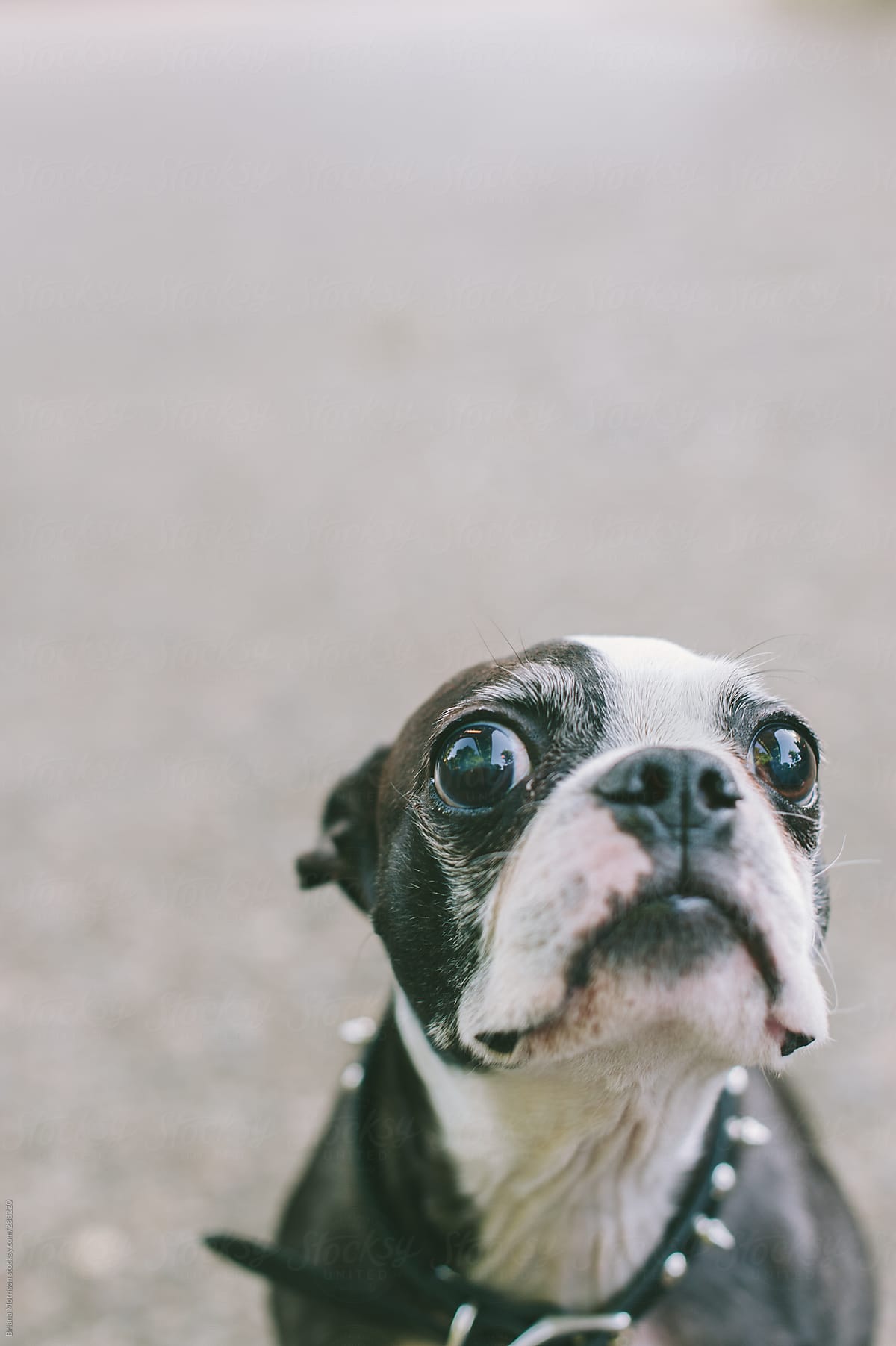 Portrait of Boston Terrier Dog with Spiked Collar Looking into Camera