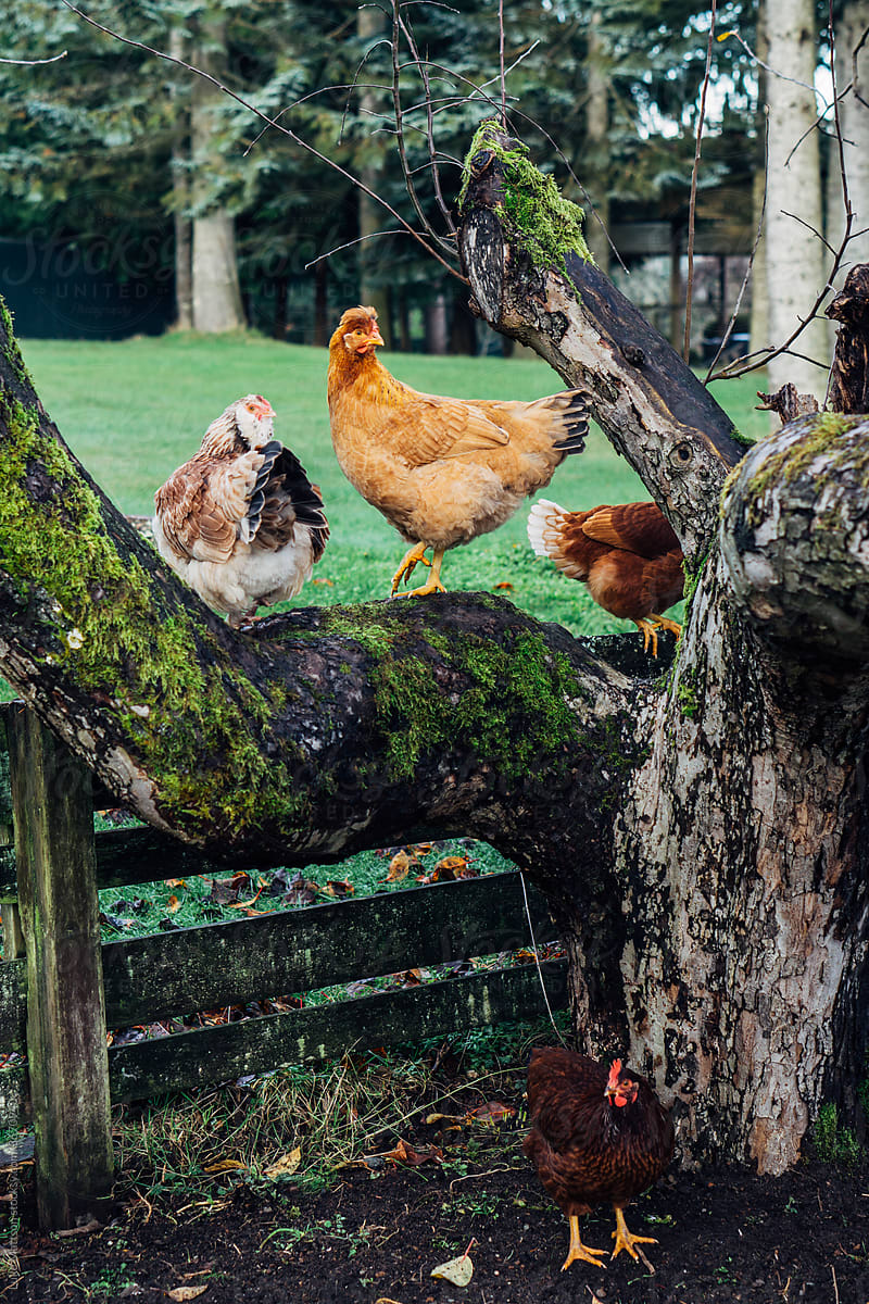 Hens In the Apple Tree