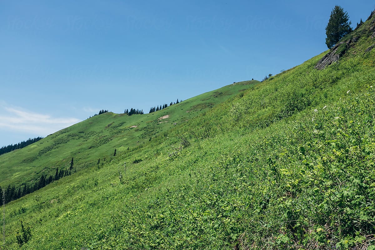 Lush green meadow on mountain hillside