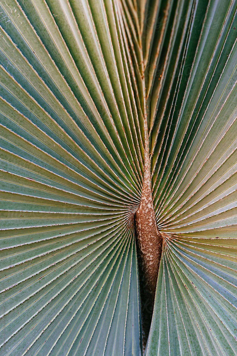 Detail of a palm frond