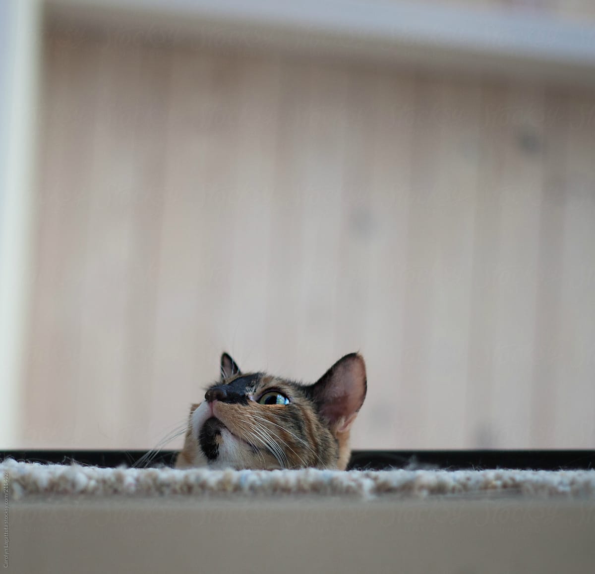 Nervous Calico cat hanging her head over the balcony.