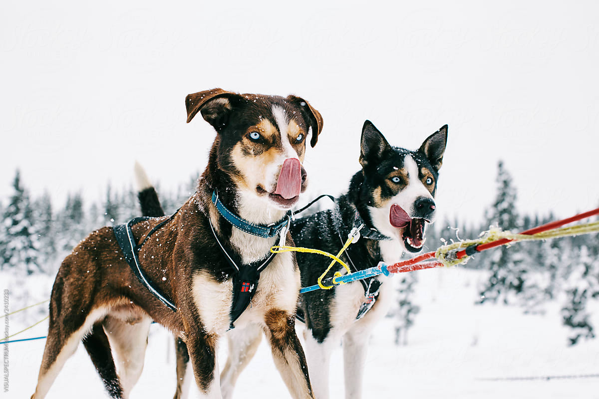Portrait of Two Harnessed Huskies in Heavy Snowfall