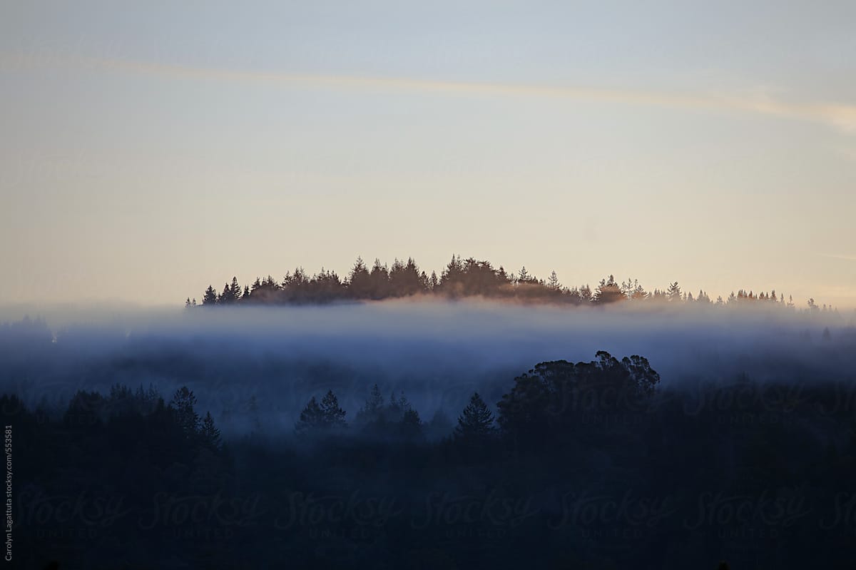 Tree tops sticking out of the fog as the sun rises
