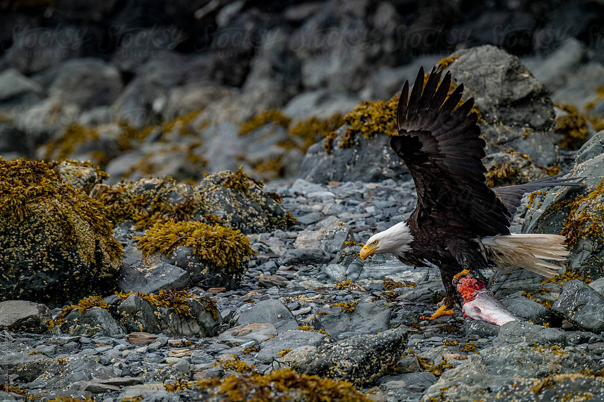 Bald Eagle Eating Salmon