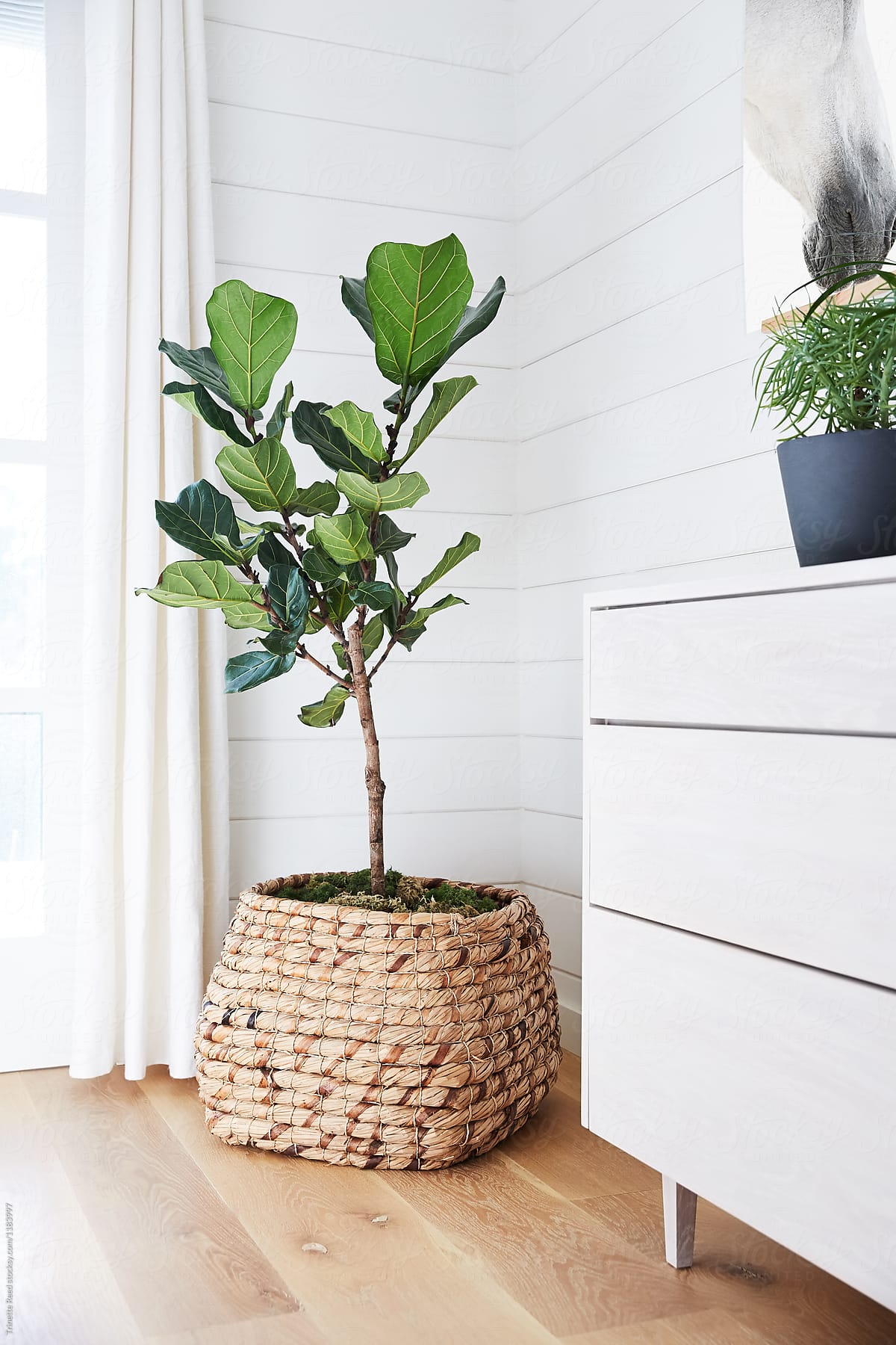 Fiddle Leaf Fig Tree in farmhouse bedroom