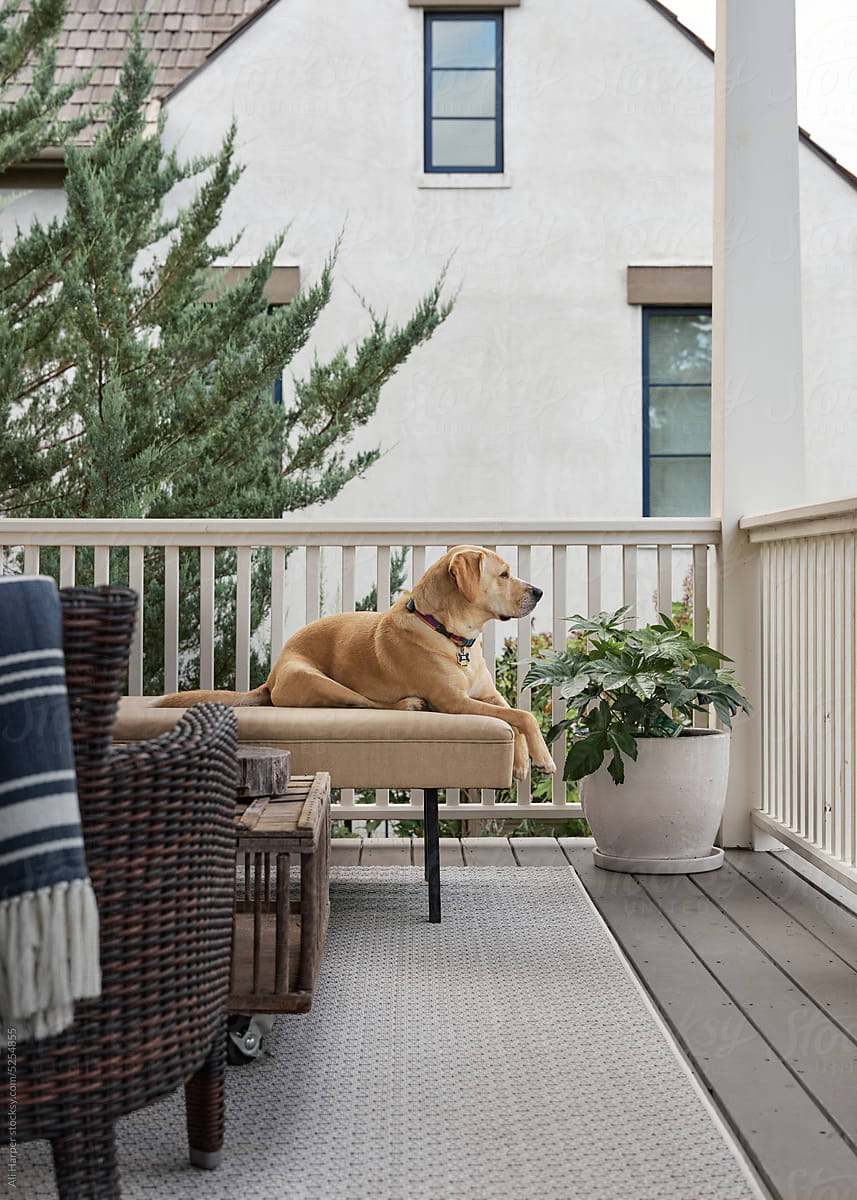 Dog sitting on a daybed, looking out over the rails of a porch
