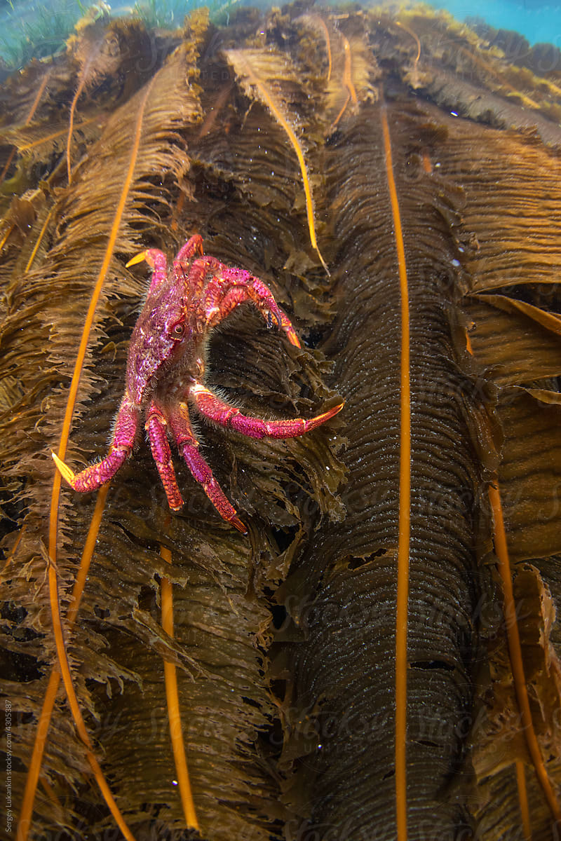 Red crab on algae under water