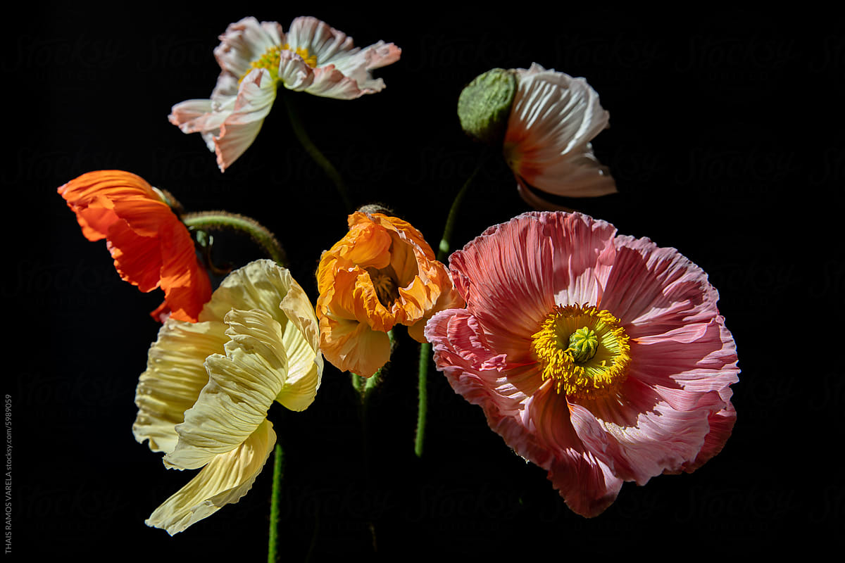 Vivid Assortment of Poppies in Bloom Against a Dark Backdrop