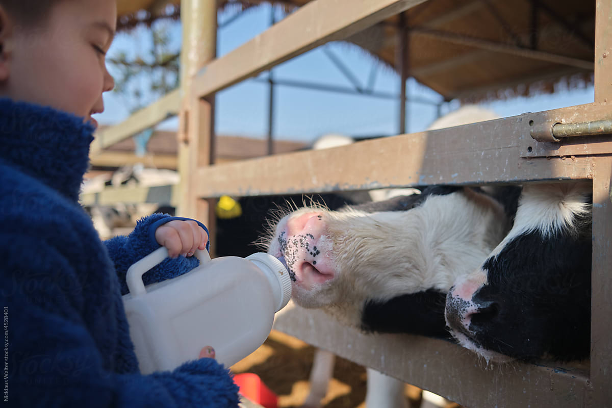 Multiracial Asian boy feeds a cow milk through a fence on a dairy farm