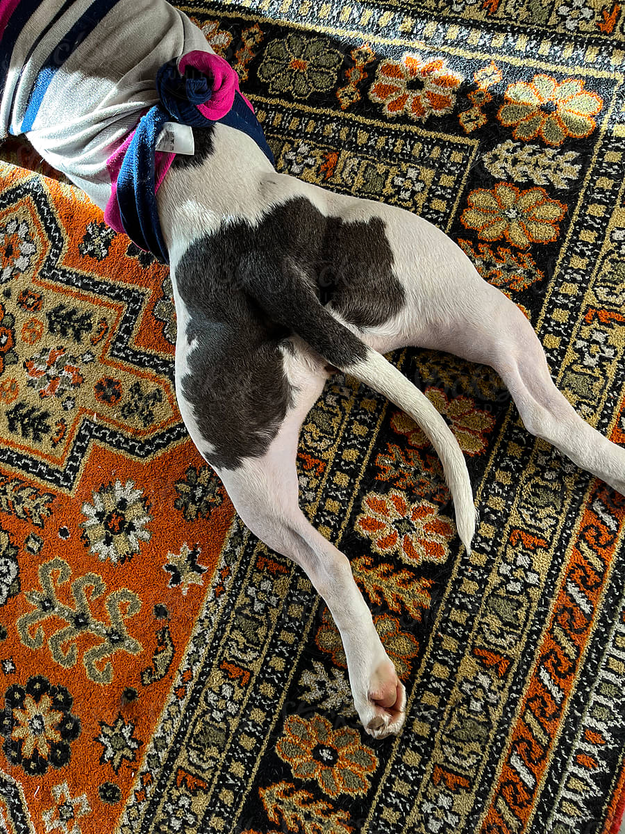 Cute Resting Dog On Authentic Patterned Carpet