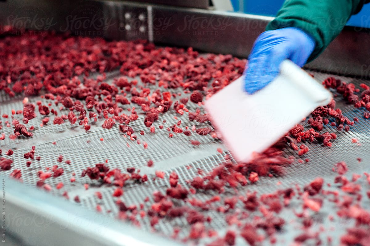 Process of producing frozen fruits. Work on assembly line.